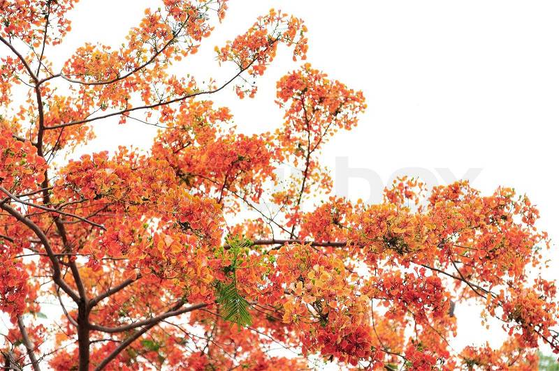 Flame tree in autum, stock photo