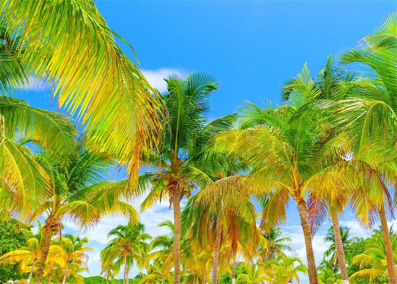 Beautiful fresh green palm tree on blue sky background, luxury tropical resort, panoramic landscape, paradise beach, summer travel and tourism concept, stock photo