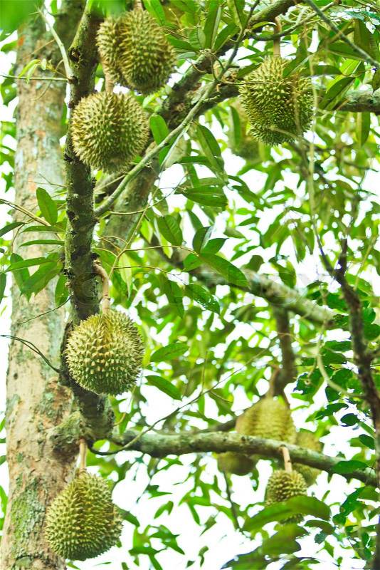 Durian Tropical fruits thailand, stock photo