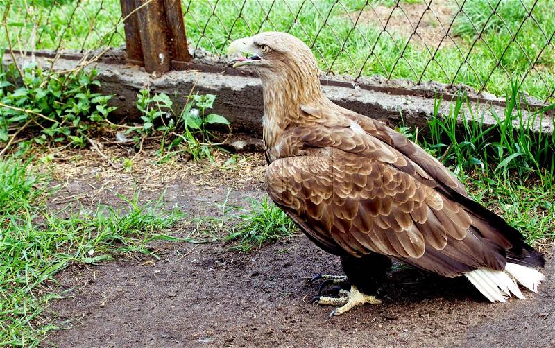 The young Golden eagle at the zoo, stock photo
