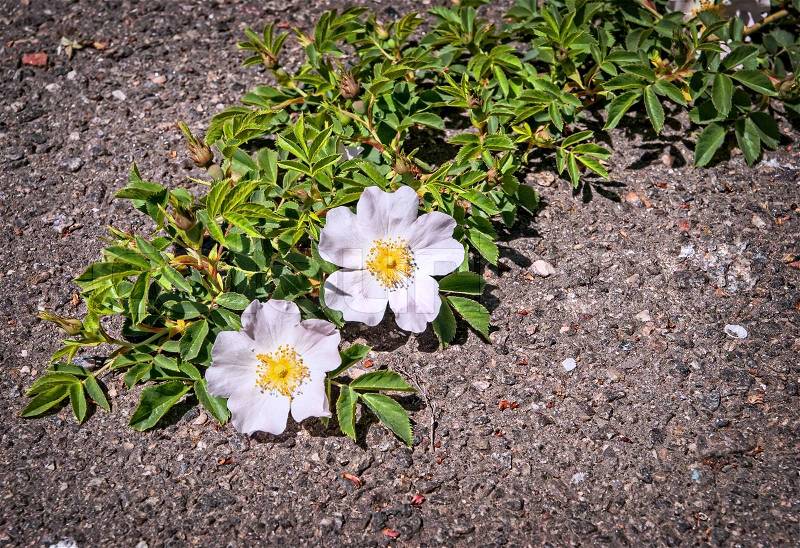 Beautiful flowers growing on crack in old asphalt pavement, stock photo