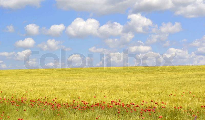 Poppies flowers field blue sky with clouds, stock photo