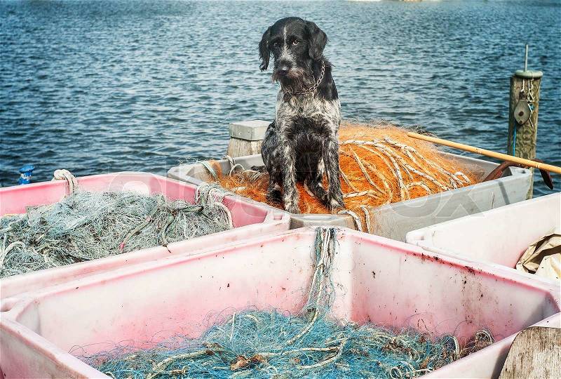 Fishing dog on the old nets, stock photo