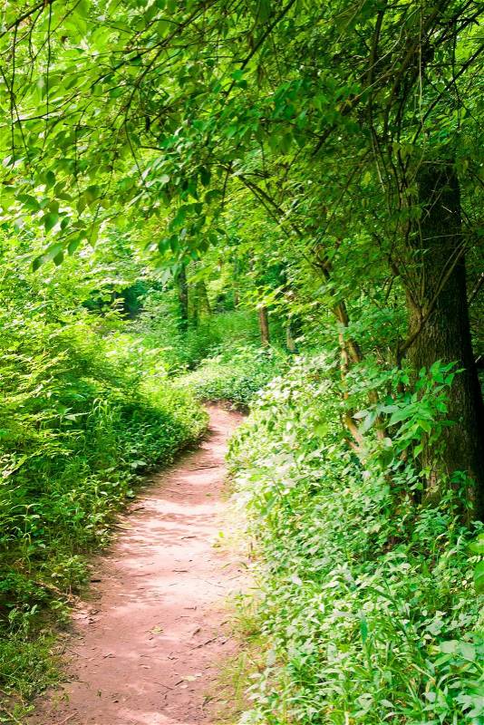 Footpath in summer green forest at sunny day, stock photo