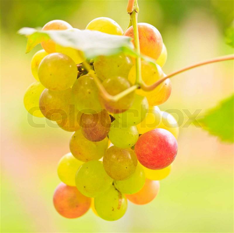 Purple red grapes with green leaves on the vine, stock photo