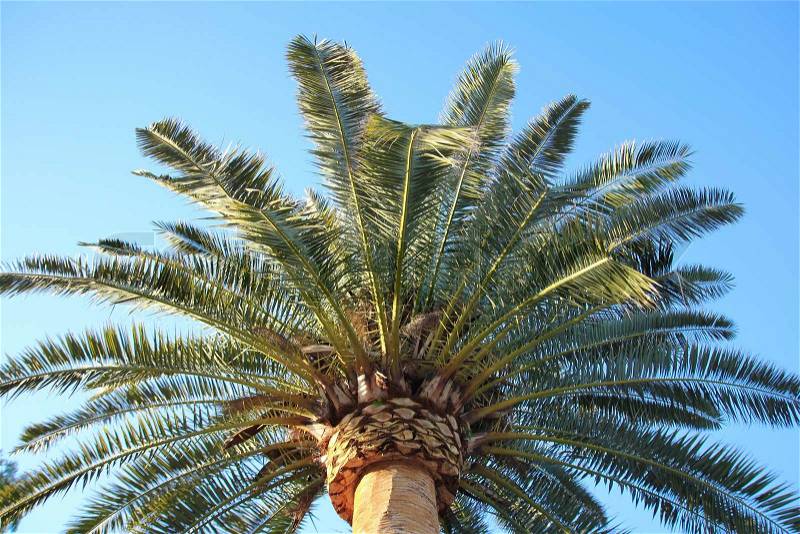 Big green palm over clean blue sky, stock photo