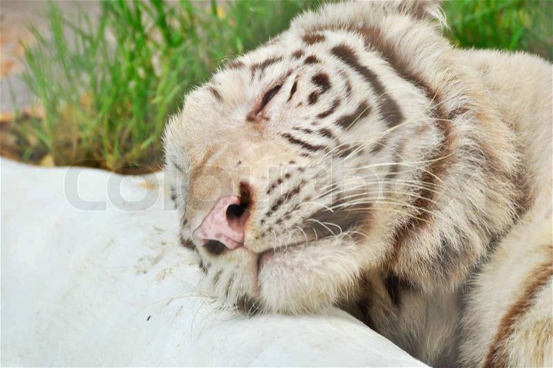 White Tiger sleep, stock photo