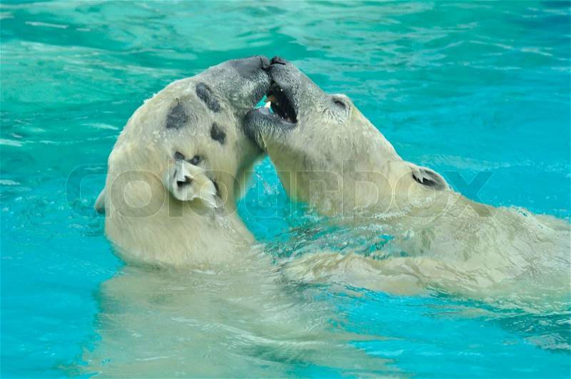 Two white bears play in the cold water, stock photo