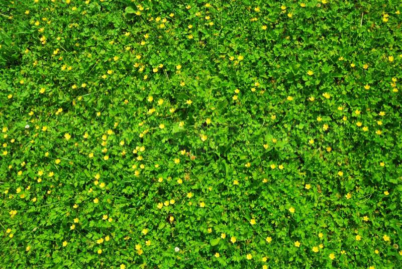 Spring green grass texture with flowers, stock photo