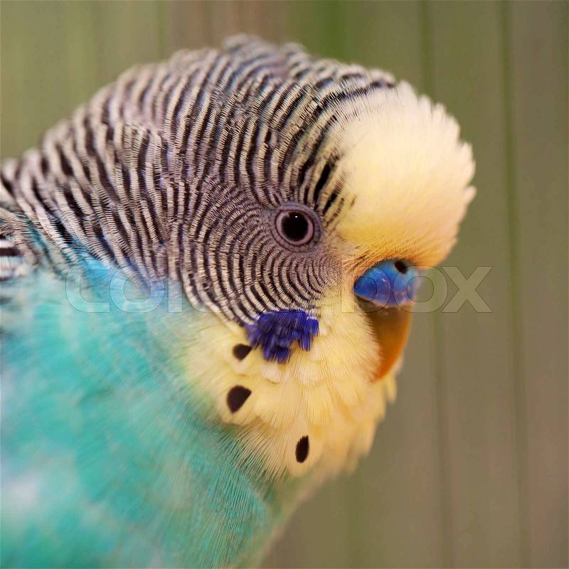 Portrait of a wavy parrot close-up. Macro, stock photo