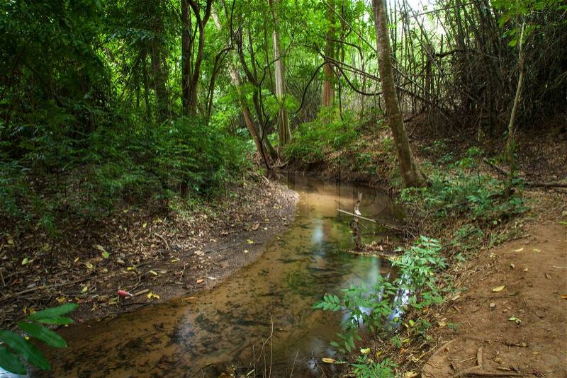 Streams in forested mountain streams that dry up in the dry season, stock photo