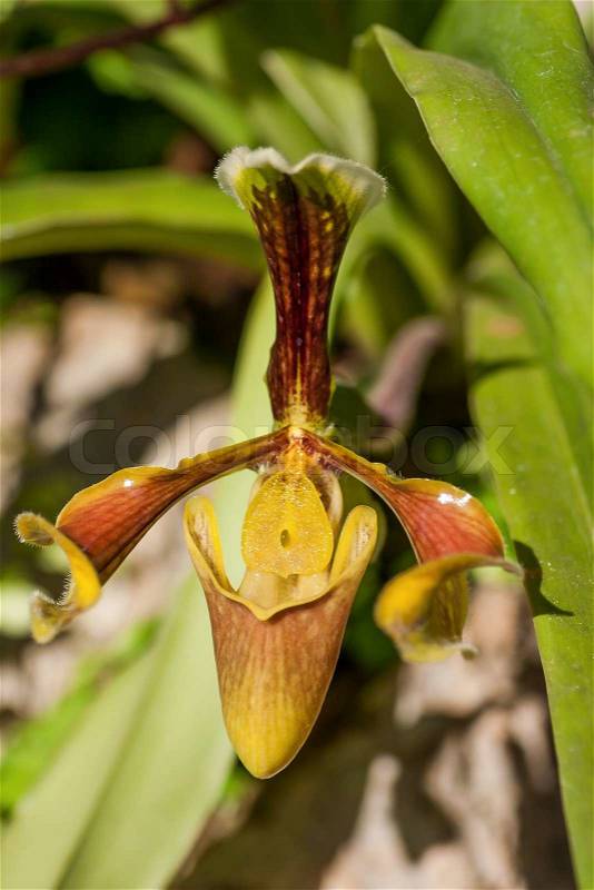 Close up of lady\'s slipper orchid Paphiopedilum Callosum, stock photo