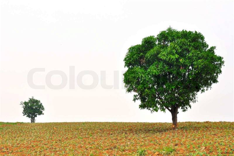 A small and big tree with new leaf growth standing in a pineapple field, stock photo