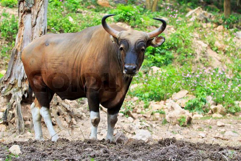 Banteng, red bull in rainforest of Thailand, stock photo