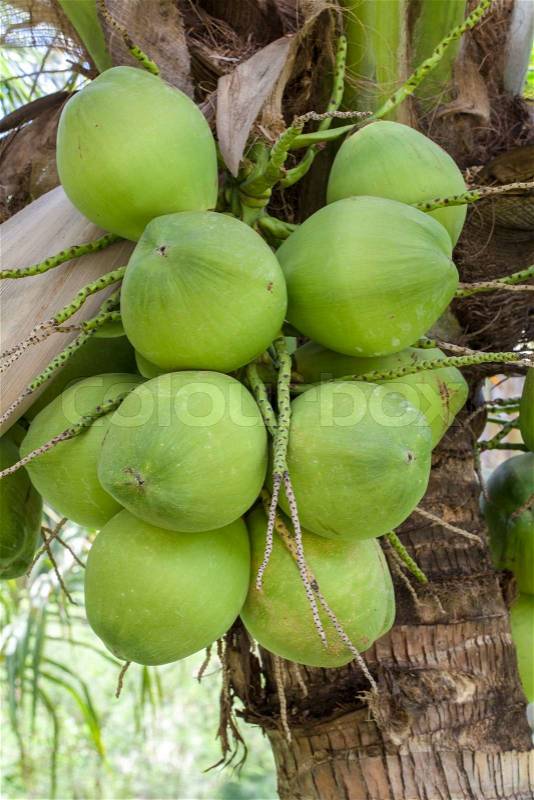 Close up of young coconut on the tree, stock photo