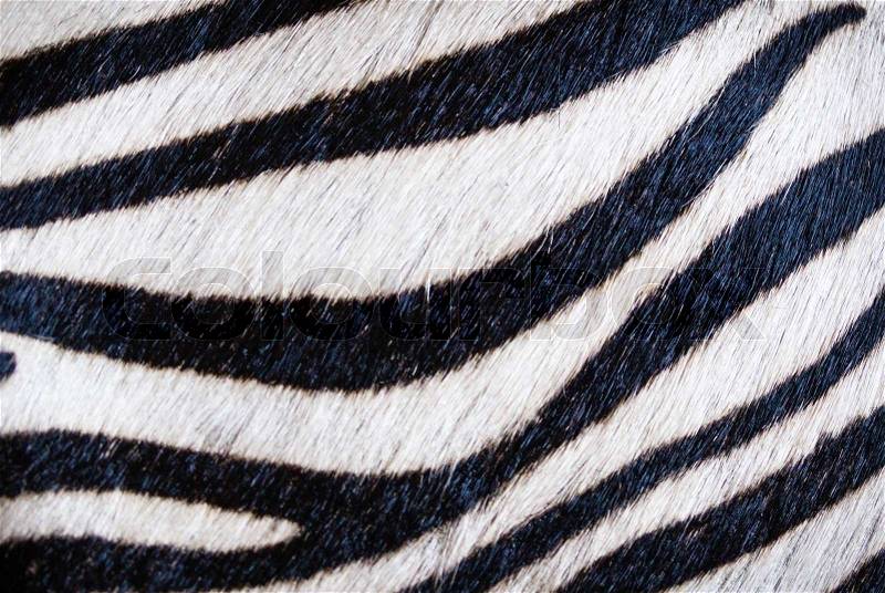 Closeup of zebra skin texture, stock photo