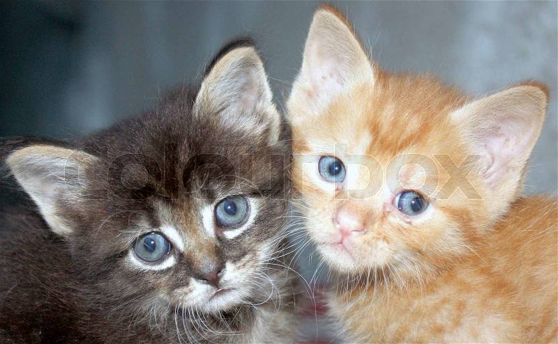 Two little cats, stock photo