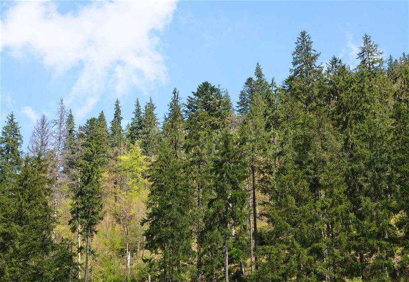 Evergreen pine forest background with tall trees growing on a mountain slope, stock photo