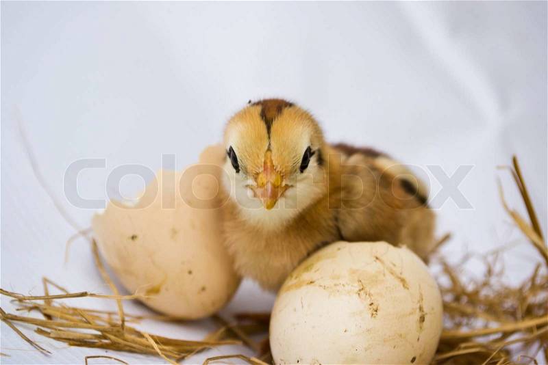 Chicks hatched from eggs, stock photo