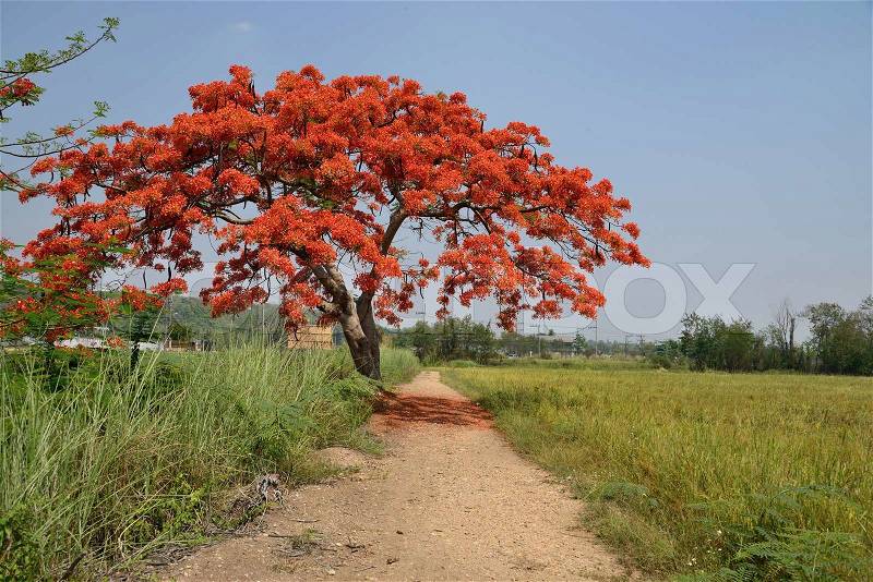 Royal Poinciana Tree and path way, stock photo