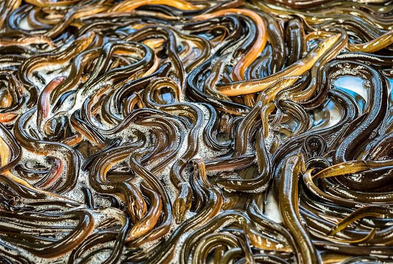 EELS in fish business, stock photo