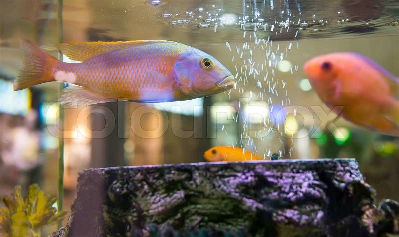 Fish swimming in an aquarium, stock photo