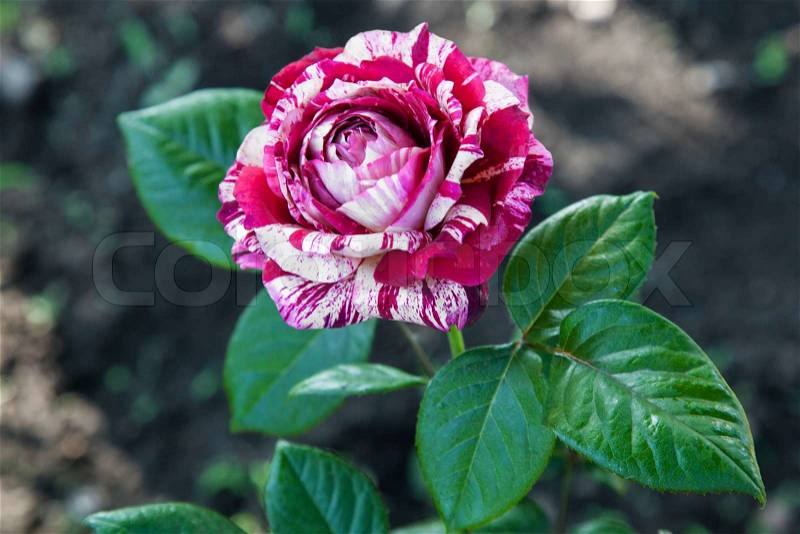 Striped roses grown in the garden outdoors, stock photo