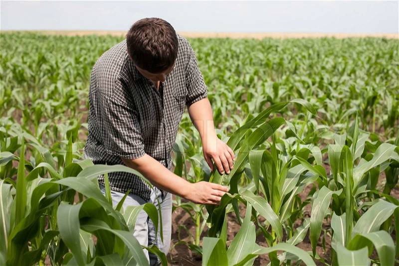 Young farmer in a corn field, stock photo