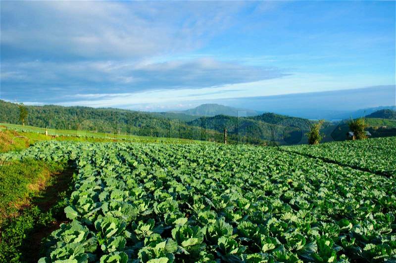 Cultivated land, Phu Tub Berg, Phetchabun province, Thailand, stock photo