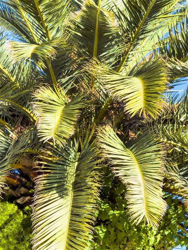 Palm tree against blue sky, stock photo