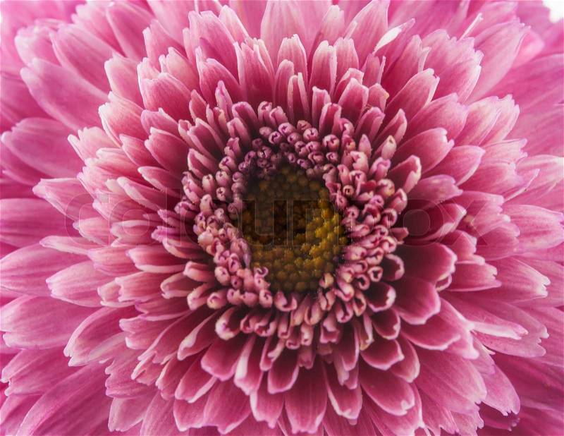 Flower purple chrysanthemum close up - floral background, stock photo