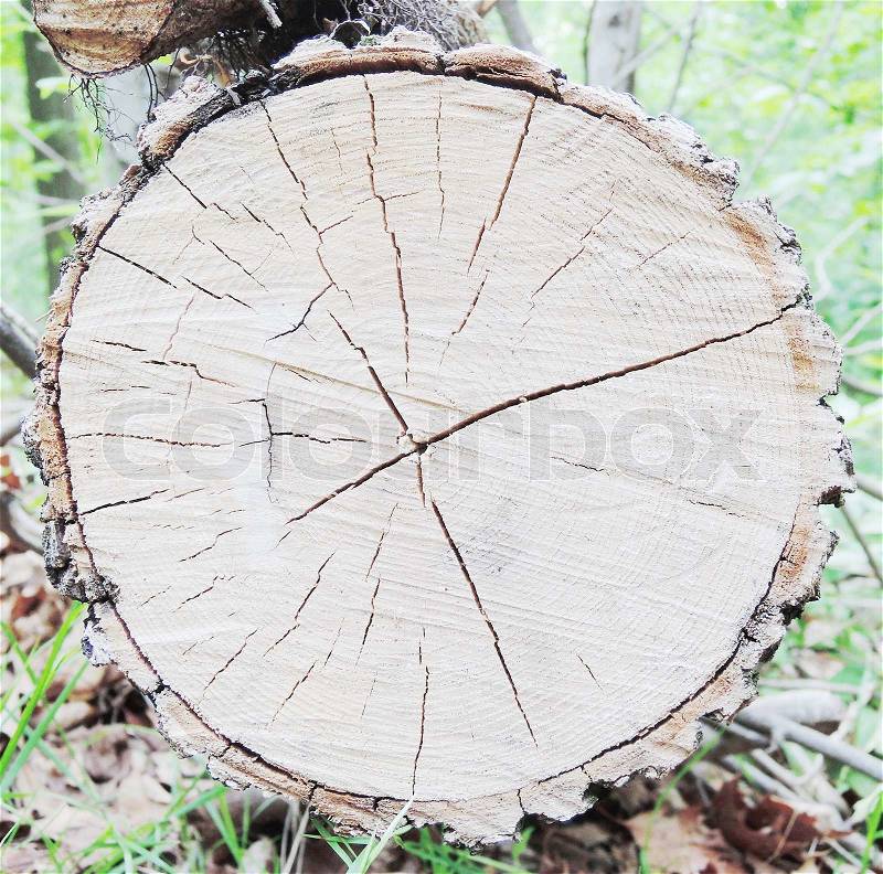 Tree circle texture, stock photo