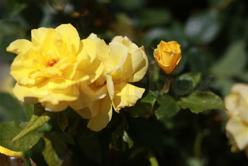 Natural yellow roses. Rose bush, stock photo