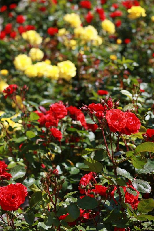Red and yellow roses in rose bush, stock photo