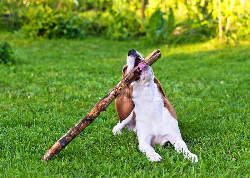 The dog plays with a stick on a lawn, stock photo