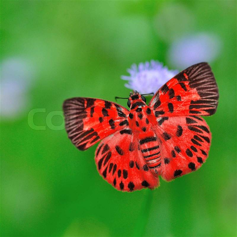Red Butterfly on purple flower, stock photo