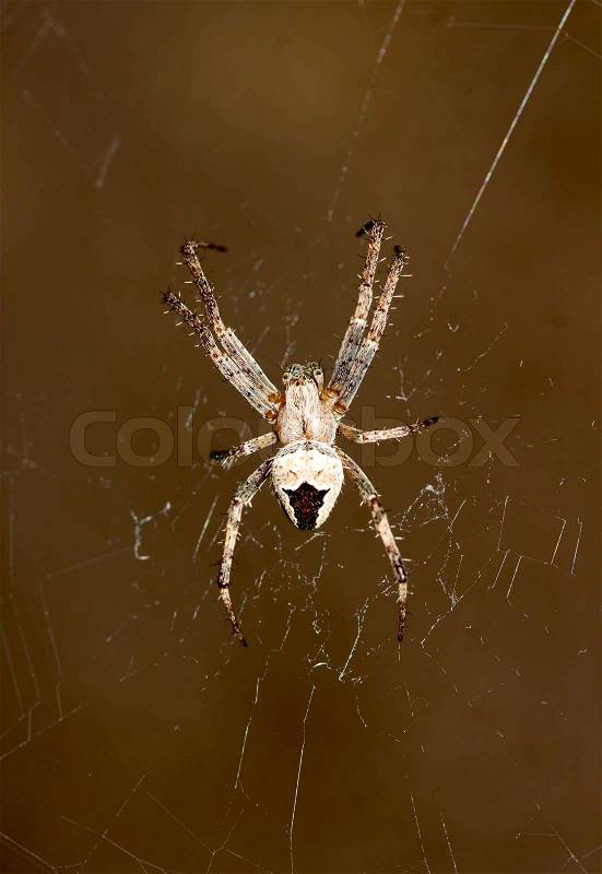 Spider on the web, stock photo