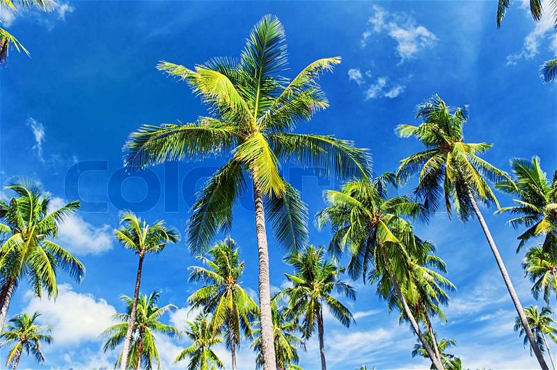 Palm trees natural background. blue sky and tropical plants, stock photo