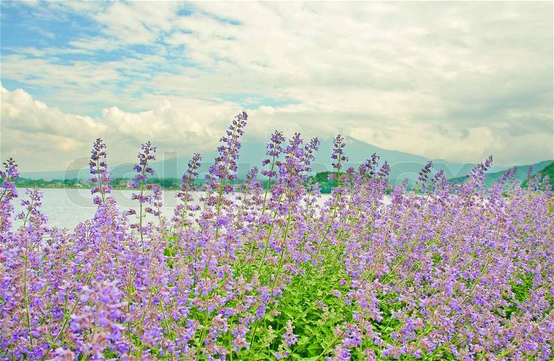 Lavender flower fields with Mt Fuji background, stock photo