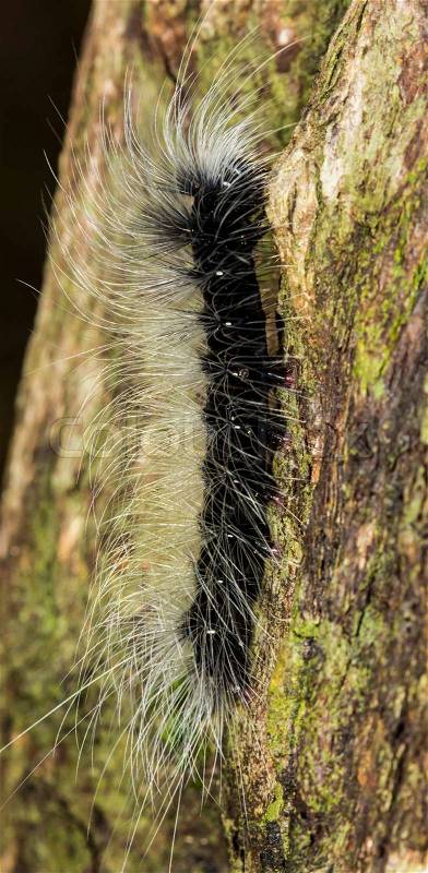 Black caterpillars on trees, stock photo