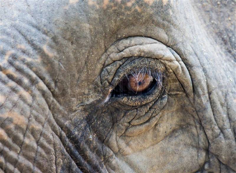 Elephant eye closeup, stock photo