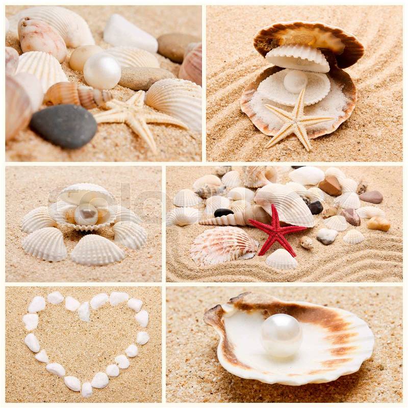 Collection of seashells. pearl on the seashell . The exotic sea shell . treasure from the sea, stock photo