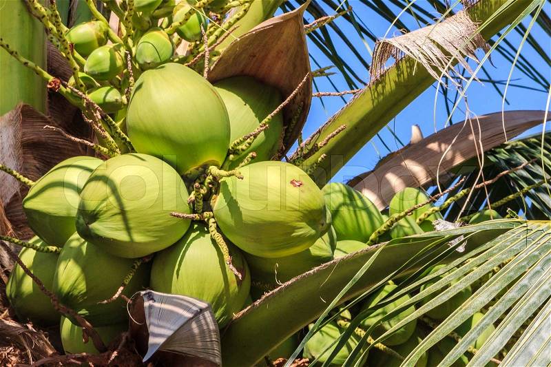 Green Coconut on Coconut Tree, Closeup, stock photo