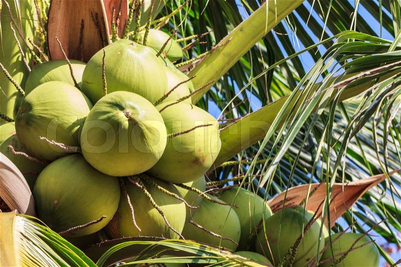 Young Coconut on Prolific Coconut Tree, Closeup, stock photo