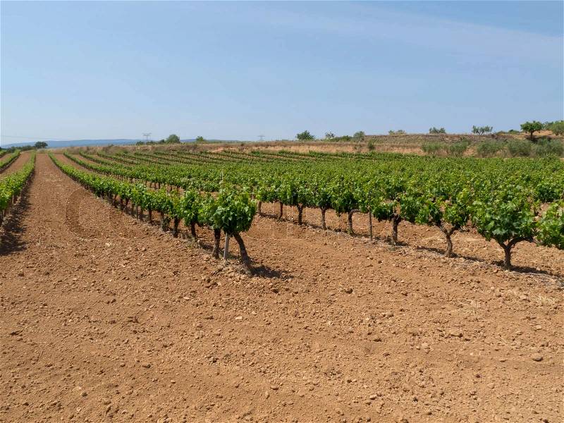 View of a planting of the vine in late spring, stock photo