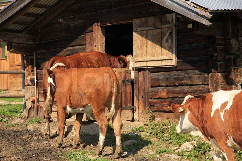 The cows, farm animals and ruminant, follow the leader and walking into the wooden barn, stock photo