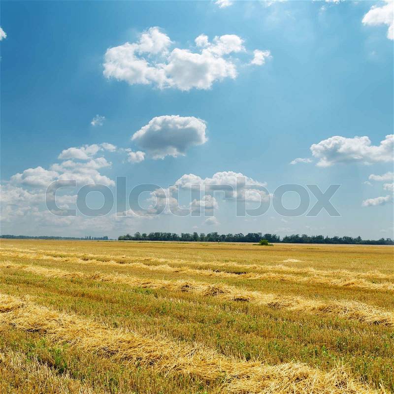 Straw in windrows under cloudy sky, stock photo