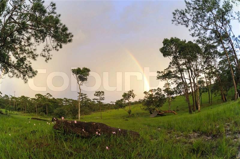 Beautiful landscape after the rain in rain forest Dong Hau Sao National Bio-Diversity Conservation Area, Pakse South Laos, stock photo