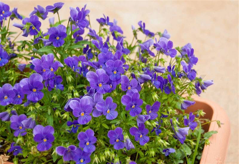 Violet flowers in the garden, stock photo