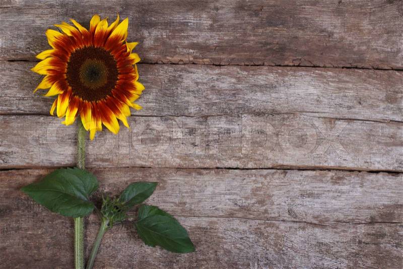 Decorative sunflower flower with a bud on the old wooden, stock photo